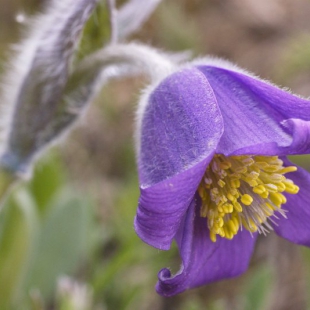 Pulsatilla albana